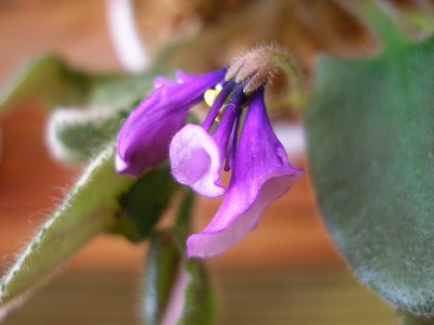 senks merlot_00001.jpg