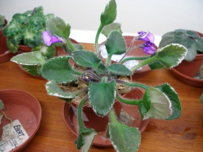 senks merlot_00002.jpg