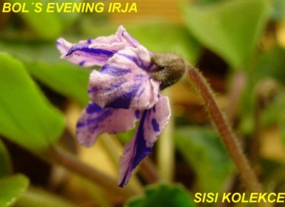 BOLS EVENING IRJA_4.jpg