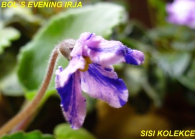 BOLS EVENING IRJA_5.jpg