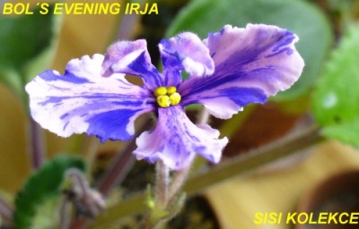 BOLS EVENING IRJA2.jpg