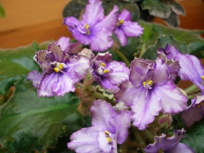 grinn. gr. sport00007.jpg