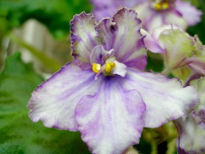 grinn. gr. sport00002.jpg