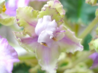 grinn. gr. sport00003.jpg