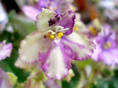 grinn. gr. sport00006.jpg