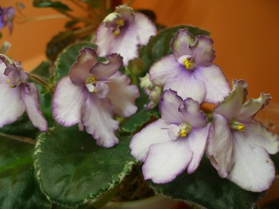 mas grape escape_00001.jpg