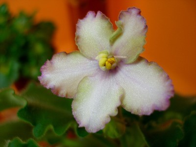 mas grape escape_00002.jpg