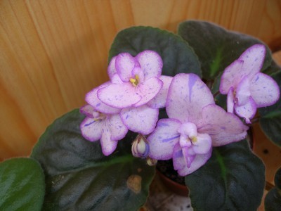 alamo quest_00001.jpg