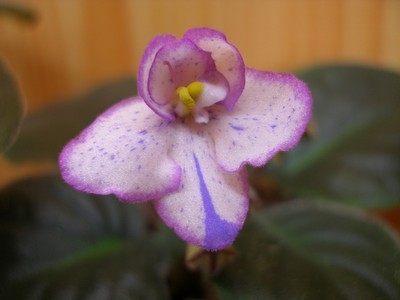 alamo quest_00002.jpg