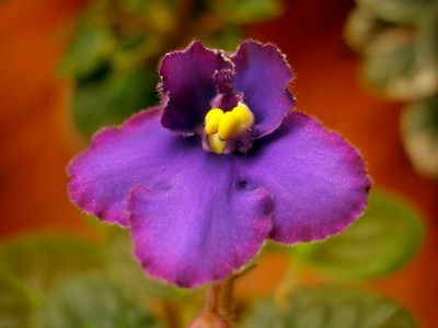 lunar eclipse00001.jpg