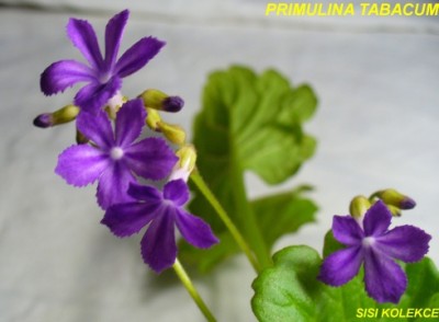 PRIMULINA TABACUM_3.jpg