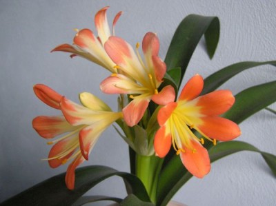 clivia1.jpg