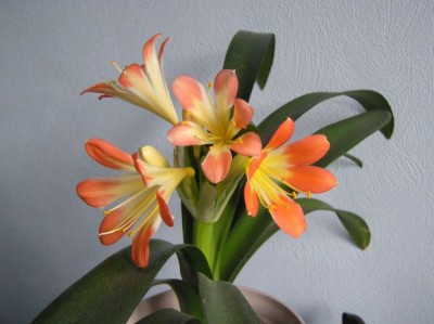 clivia2.jpg