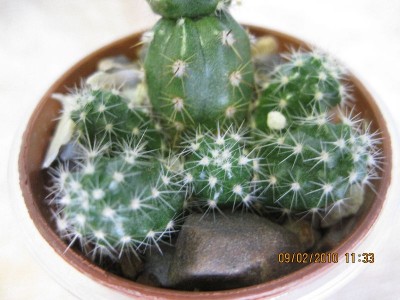 ECHINOCEREUS.jpg