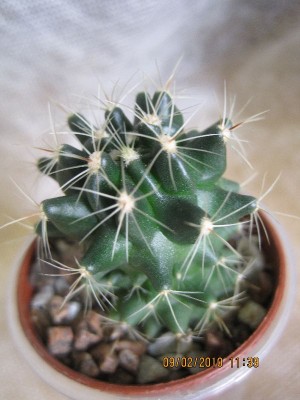 HAMATOCACTUS setispinus.jpg