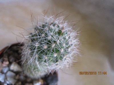 Echinofossulocactus 1.jpg