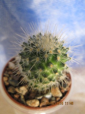 MAMMILLARIA dixanthocentron 2.jpg