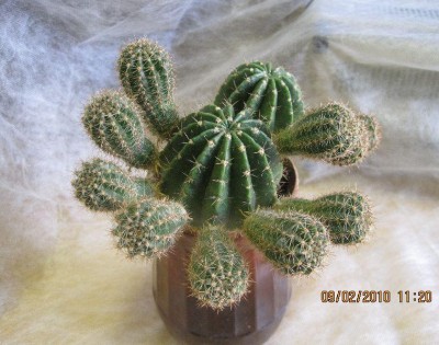 IMG_6531 Echinopsis huascha (Weber).jpg