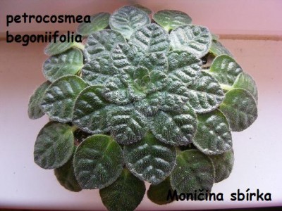 Petrocosmea begoniifolia 2009-02-08.jpg