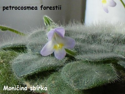 petrocosmea forestii 2009-11-18 01.jpg