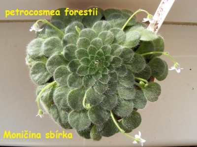 petrocosmea forestii 2009-11-18 03.jpg