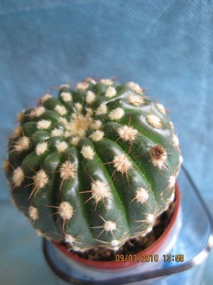 Notocactus uebelmannianus.jpg