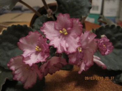 buckeye chitchat.jpg