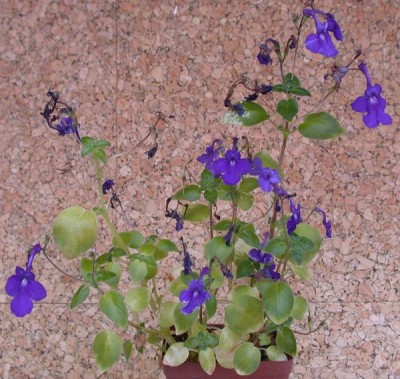 2038_Streptocarpus inflatus plant_bellstedt_bellstedt.jpg