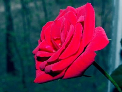 rose_red_patio_06.jpg