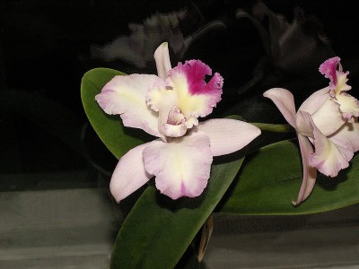 cattleya1.jpg