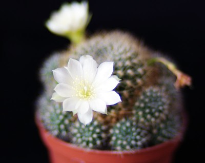 IMGP3440 копия.jpg