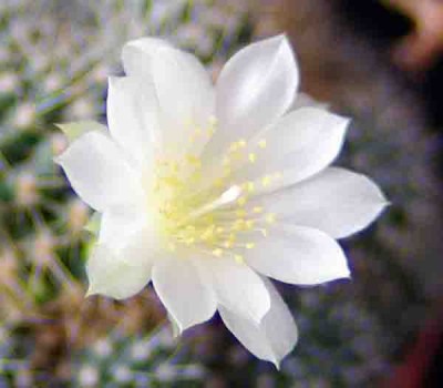 IMGP3443 копия.jpg