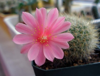 P1010423 копия.jpg