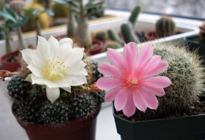 P1010437 копия.jpg