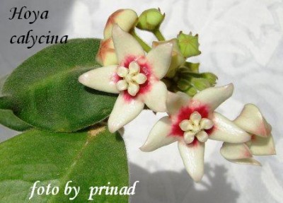 Hoya_calycina_WW.JPG