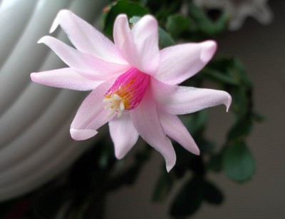 P1010443 копия.jpg