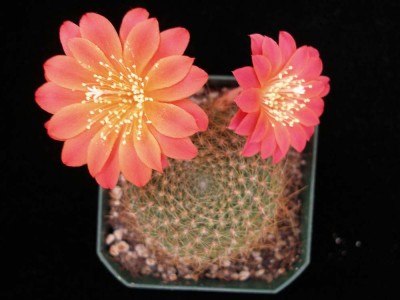 P1010238 копия.jpg