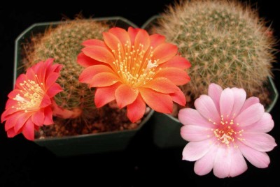 P1010246 копия.jpg