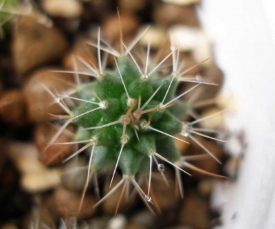 P1010244 копия.jpg