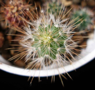 P1010243 копия.jpg