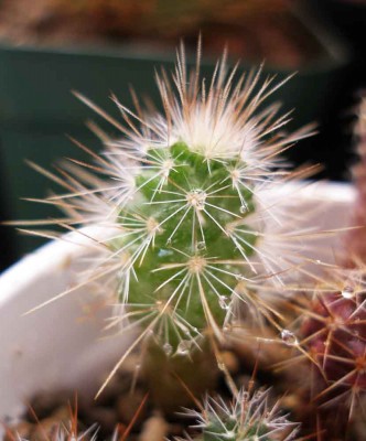 P1010245 копия.jpg