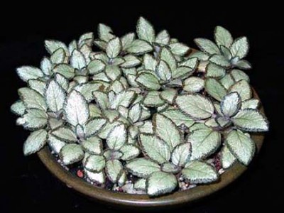 Episcia-Silver-Skies-Alfredo2.jpg