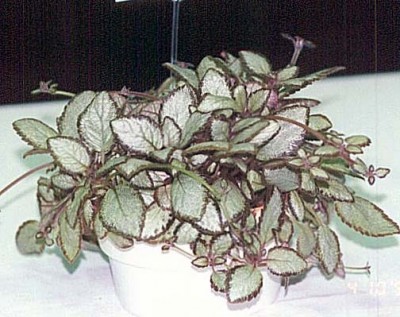 Episcia-Silver-Skies-1999avsa.jpg