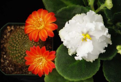 IMGP3483 копия.jpg