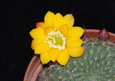 IMGP3478 копия.jpg