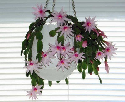 IMGP3556 копия.jpg