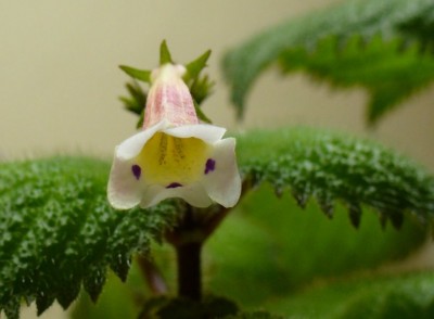 diastema_racemiferum_5.jpg