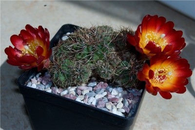 Sulcorebutia tarabucoensis.jpg