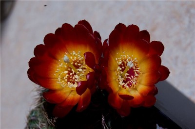 Sulcorebutia tarabucoensis  1.jpg