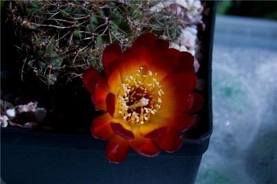 Sulcorebutia tarabucoensis  2.jpg